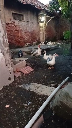 Majestic Muscovy Drake Ruling the Backyard 👑 Powerful Backyard Farm Duck Life
