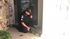 Sarasota Police Sergeant Captures Gator Following 911 Call: On Wednesday, a resident in the 3200 block of Tallywood Lane called 911 to report a gator had wandered into his front yard. Sergeant Bruce King, who used to work for the Florida Fish & Wildlife Commission and has experience capturing gators, was nearby and responded to the call. Turns out the gator was captured recently, had a taped snout, a tag from a trapper and had been inside a trailer. However, the trailer was broken into and the g