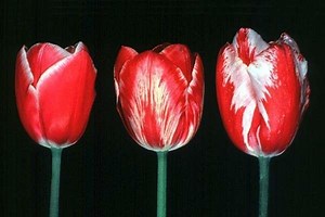 Tulip breaking virus - Alchetron, The Free Social Encyclopedia