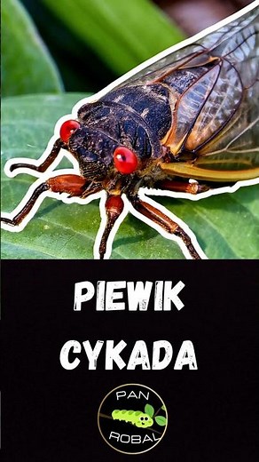 Cicada: Summer Songbird of the Northern Hemisphere 🦗