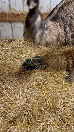 I gave them the eggs just now! 10 eggs so far. He accepts them and starts covering them. | Two Maids A Milking