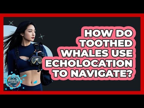 How Do Toothed Whales Use Echolocation To Navigate? - The Marine Life Explorer