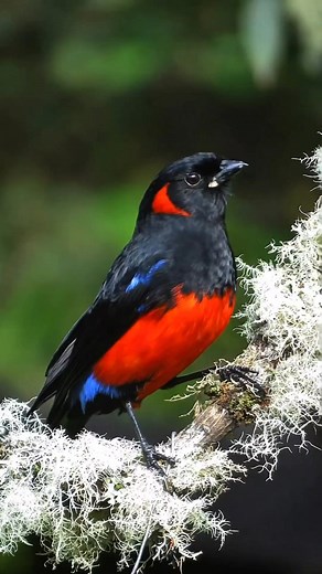 Scarlet bellied Mountain Tanager 👇 | Nature And Wildlife