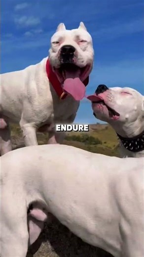 10 Most Fearless Guard Dog Breeds