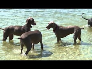 Weimaraners (A Tribute)