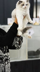 Ladies and gents, straight from Riverside, California—meet this enchanting Ragdoll kitten! I’m absolutely smitten by his cobalt blue eyes and can tell he’s going to grow up to be quite the strong cat. Ragdolls are known not just for their striking appearance but also for their gentle and affectionate nature. It’s always a joy to see such promising young stars at our shows! #RagdollCat #BlueEyes #CatJudging | Steven Meserve