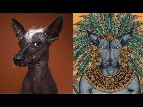 Historia del Xoloitzcuintle. El perro mexicano.