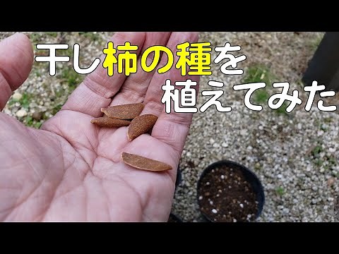 果樹栽培：柿の種を植えてみたら・400日間の記録