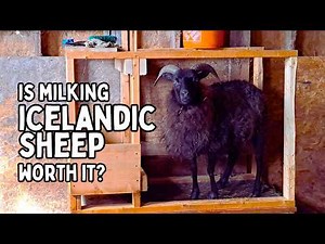 Milking SHEEP BY HAND: is Milking ICELANDIC SHEEP worth it the effort?