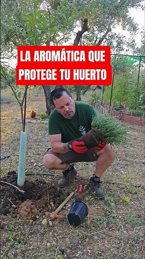 Contra las plagas, y atrae polinizadores! #huerto #jardin #plantas #huertourbano #tomillo #consejos