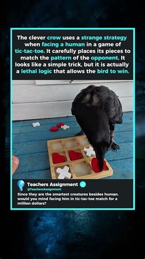 Crow Laughs at Human after winning game against him