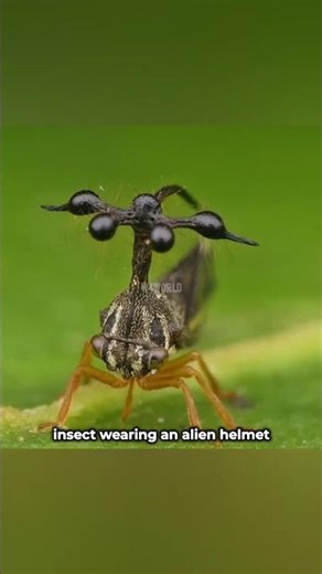 This bug is real life MAHORAGA (Brazilian treehopper)