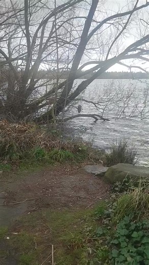 I was walking around Green Lake, Seattle Washington State, and came upon a Great Blue Heron | Fred Hanbey