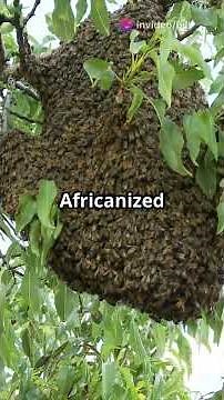 6 Bizarre Facts About African Bees!