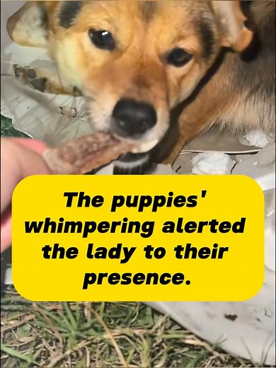 A stray dog gave birth to puppies outside the lady's home! | Love Dog Forever