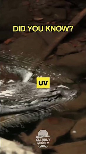 Did You Know: Platypuses Glow Under UV Light?