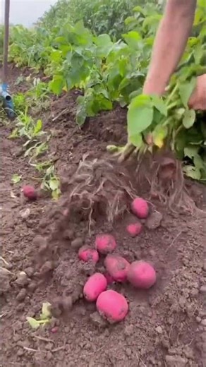 Amazing Red Potato Harvest – See How Efficient This Manual Method Is!