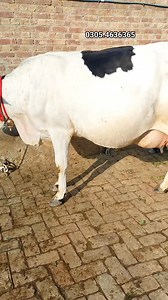 28K views · 848 reactions | Friesian chulstani cross cow for sale #animal #viralpost #cows #farming | Apna punjab tv | Facebook