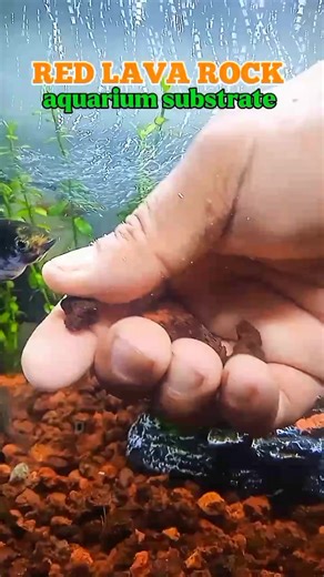 Are you tired of frequent water changes? The secret to a crystal-clear tank isn't just your filter—it’s your substrate! Our Red Lava Rock acts as a powerful natural biological filter, housing billions of beneficial bacteria that wipe out toxins like Ammonia and Nitrite. It’s safe, pH-neutral, and gives your tank that professional, natural look. Perfect for your Guppies, Mollies, and even your favorite aquatic plants! 🌿 Upgrade your setup today! #redlavarock #aquascapeph #aquariumhobby #fishkeep