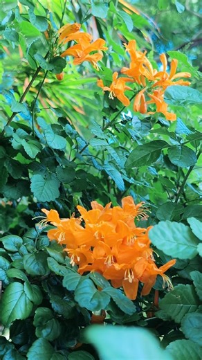 13K views · 283 reactions | Phytonutrients and Bioactive Compounds 101: Cape Honeysuckle | The Weeds and Seeds Guy | Facebook