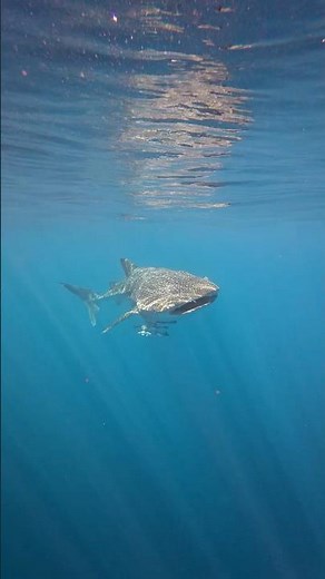 Ningaloo Reef: A Glimpse Beneath Western Australia’s Living Ocean