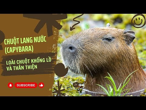 Chuột lang nước (Capybara) - Loài chuột khổng lồ và thân thiện của thế giới động vật