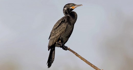 Neotropic Cormorant Identification, All About Birds, Cornell Lab of Ornithology