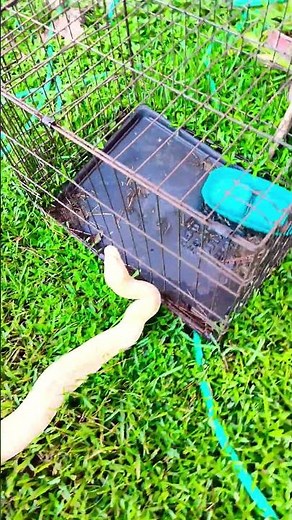 Burmese Pythons in Captivity: Calm Giants with Wild Instincts