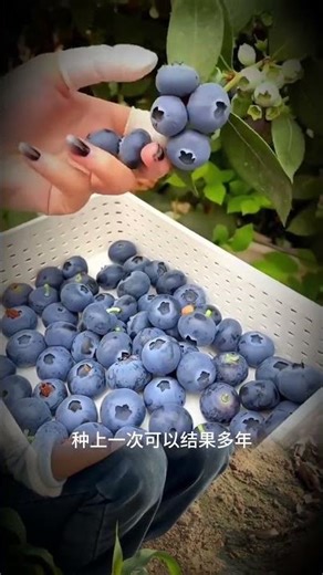 Why Girls Need More Blueberries: A Superfood Secret