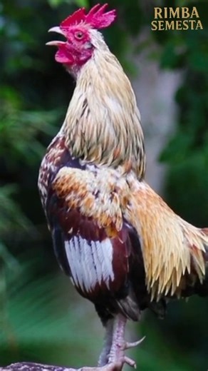 “Laughing Rooster Sound | Unique Chicken Call #shorts” #LaughingRooster #AyamKetawa #ChickenSound