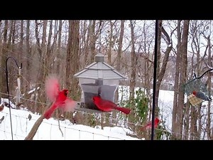 Winter Birds' Feeding Frenzy (Cats LOVE It!)