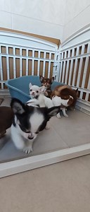 1.2K views · 20 reactions | ❤️ much love!  I have 6-week-old Chihuahua puppies available for adoption!  They're adorable, playful, and ready to bring joy to their forever homes ❤️. If you're interested in adopting one of these precious pups, send me a message!  #ChihuahuaPuppies #AdoptDontShop #PuppyLove #ChihuahuaLove #PuppiesForAdoption #ForeverHomeWanted #DogParents #PuppyParents #ChihuahuaNation | Chihuahua puppies For Adoption | Facebook