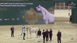 🇶🇦 5th Doha International Arabian Horse Show 2025 🇶🇦 Mares 7-10 Years Old (Class 8 ) 1 st place for N 175, D RAZEENAH, with a total score of 93.10! D Razeenah's details: Birth: 16/03/2016 (SA) Color: Grey Sire: SHANGHAI EA Dam: ANGELICCAH Breeder: DUBAI ARABIAN HORSE STUD Owner: Mohammed Abdulaziz A Al Rusaini | Arabian Essence di Elvis Giughera