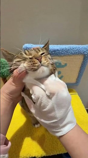 🐱【No-Rinse Cat Cleaning Gloves | Made for Cats Who Hate Baths】 #cat #catshorts #petsgoods #petcare
