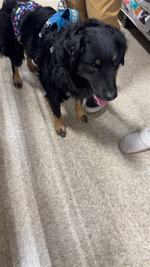 📍 Northern VA/DMV: Jetson is a lovable and polite 2 year old Aussie Shepard Mix. He loves his soft toys and cuddling up with a friend. He enjoys showing off his jet speed when told he is the fastest puppy in the word! Jetson is very calm when inside and doesn’t bark at strangers or other animals. He loves being brushed and showing off his newly learned tricks. Jetson is a quick learner! He doesn’t pull on his leash and even waits on the top of the stairs for whoever is walking him. Jetson is lo