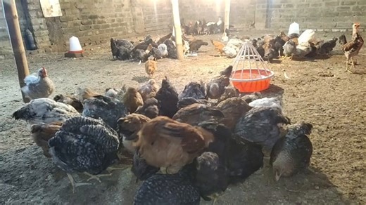 Poultry Farming, Poultry, Farming. Free Stock Video