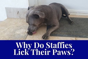 Why Do Staffies Lick Their Paws (  How to Stop It)?