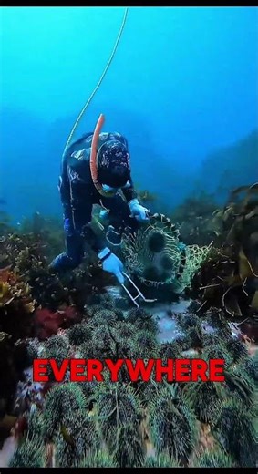 Why He is Collecting These Spikes! 😱 #SeaUrchin