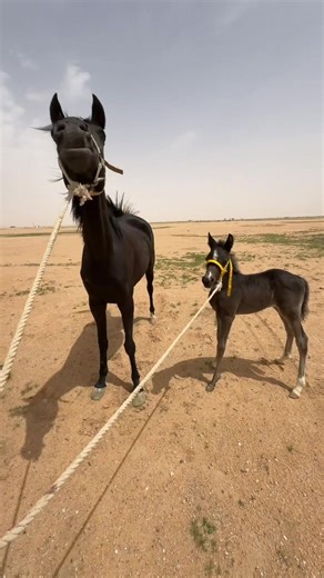 طريقتي لتعليم المهر المقاود#خيل_وخياله🐎 #ملوك الخيل الدهم فرس انتاج افراس الحرس الوطني#حفرالباطن #اكسبلورexplore