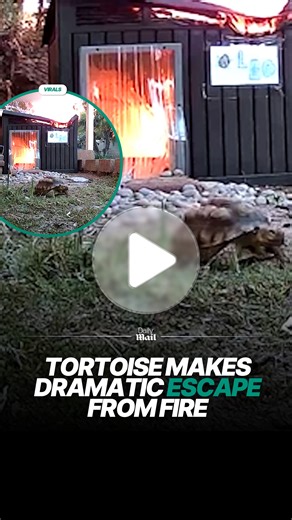 Fastest tortoise ever, so glad she made it 🙏 #tortoise #fire #animals #fblifestyle | Daily Mail Entertainment