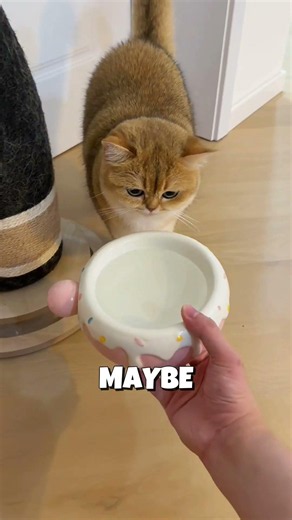 He Tricked His Cats Into Drinking Water 😺💧