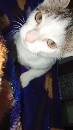 || kr liya kro Bhai subscribe 😾😾 || #youtubeshorts #shorts #cat #viral