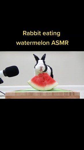 Rabbit Eating Watermelon ASMR