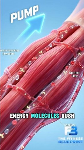 The Muscle Pump Illusion Explained #gym #science
