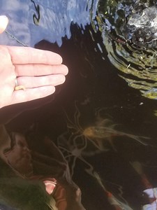 Watch Pond fish love them! Shubunkin Approved! on Amazon Live