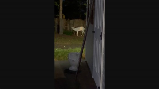 Albino deer spotted in Virginia neighborhood