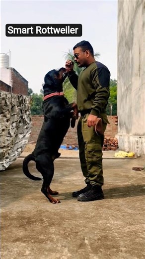 smart Rottweiler mr Max #session #1579 #rottweiler #shorts #dog #dogtraining