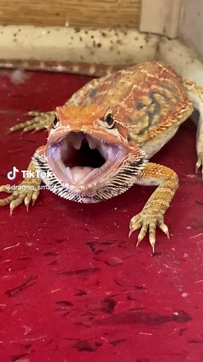 Ever heard a dragon hiss? Watch this. 🙃 #pet #beardiesoftiktok #beardie #egg #love #beardeddragon #breeder #reptiles #beardeddragonsoftiktok #pets #reptile