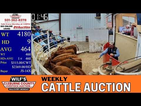 WILF’S CLEBURNE COUNTY LIVESTOCK AUCTION 🐂 Monday Ozark Region Cattle Trade | 4.20.26