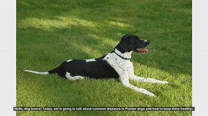 Common Diseases in Pointer Dogs and How to Keep Them Healthy